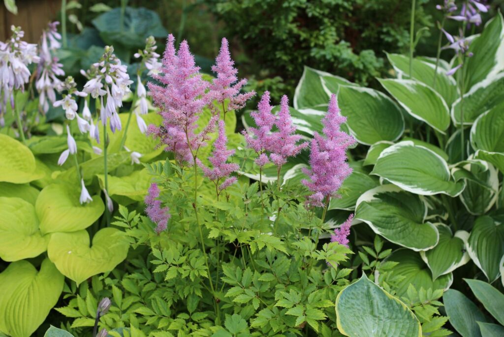 Delicate pink flowers of astilbe in composition with hosta plants