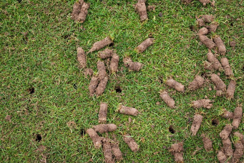 Detail of soil rolls on the lawn after aeration with empty pins