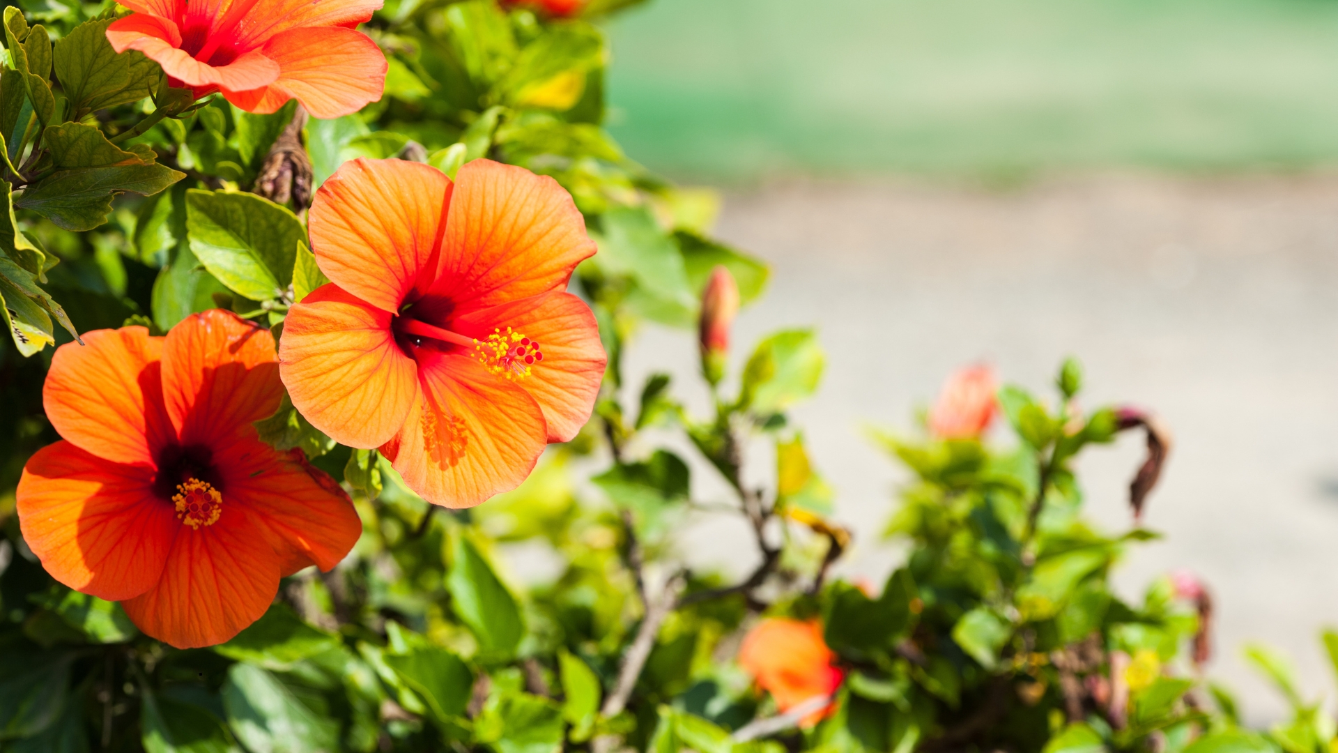 Do These 3 Things To Your Hibiscus In The Fall And Watch It Bloom Like Never Before