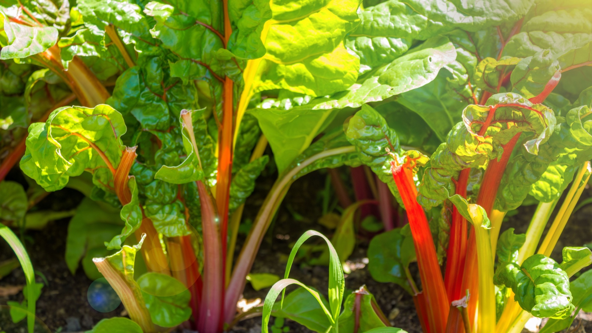 Rhubarb in garden