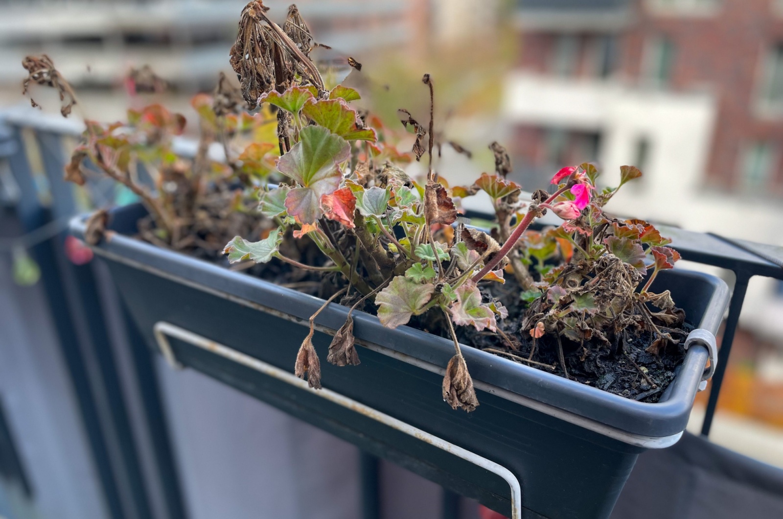 Dried Geraniums