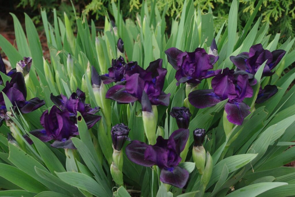 Dwarf Irises