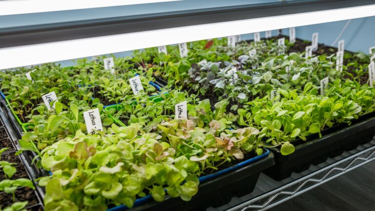 vegetables growing indoors