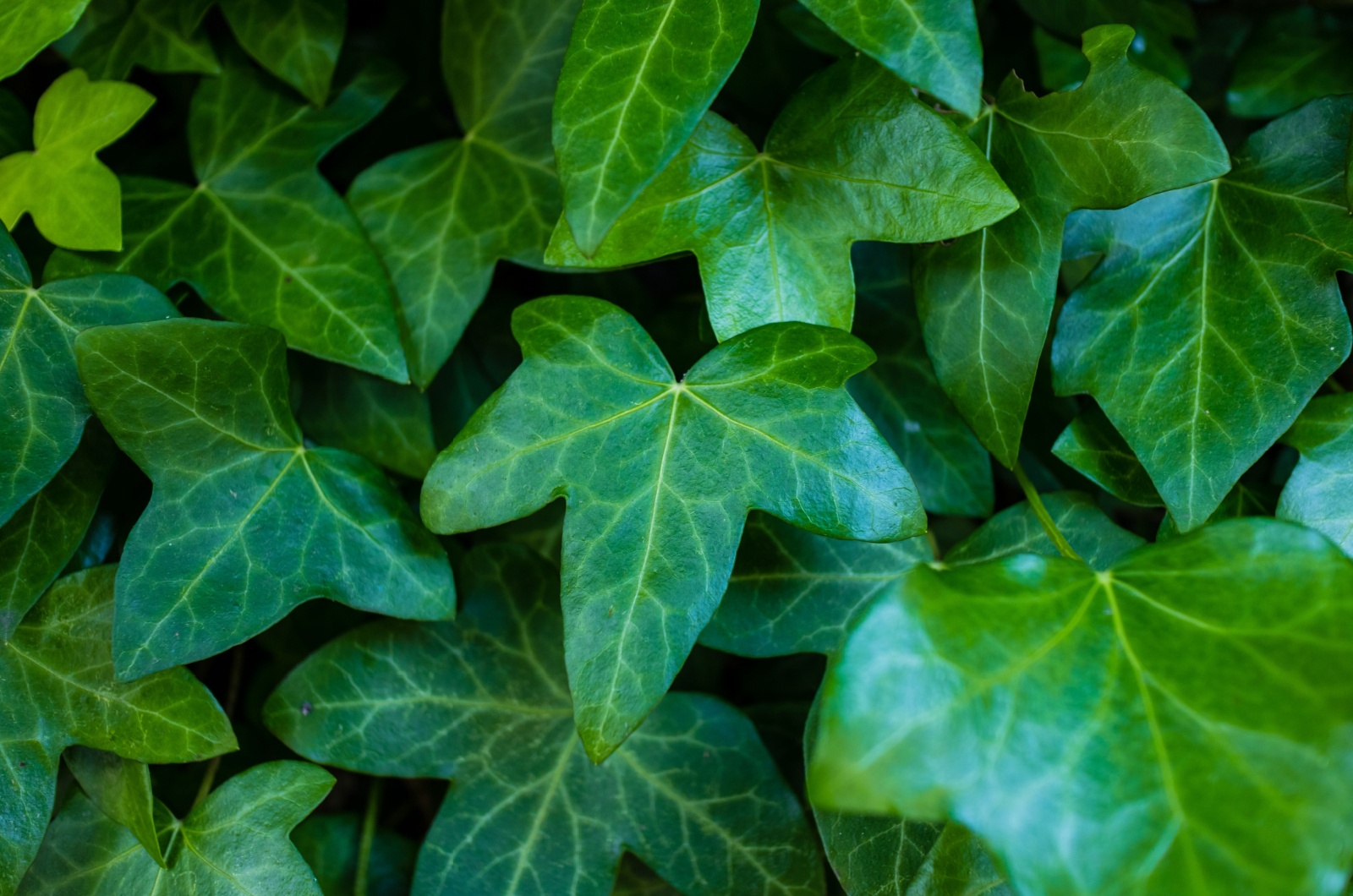 English Ivy