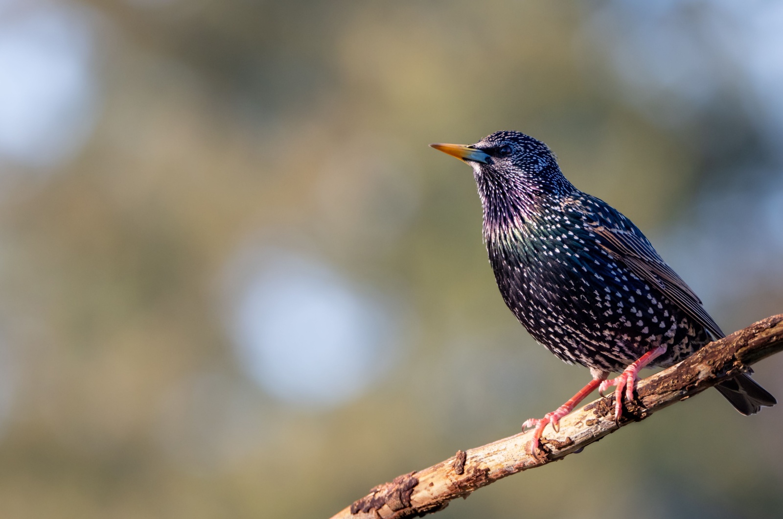 European Starlings