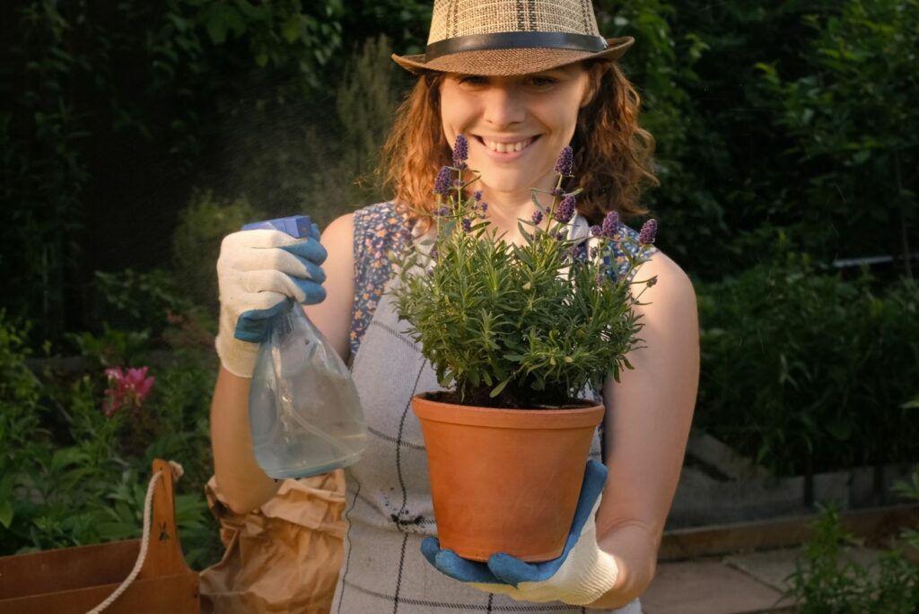 Female gardener takes care of plants, sprays lavender plant in pot outdoors