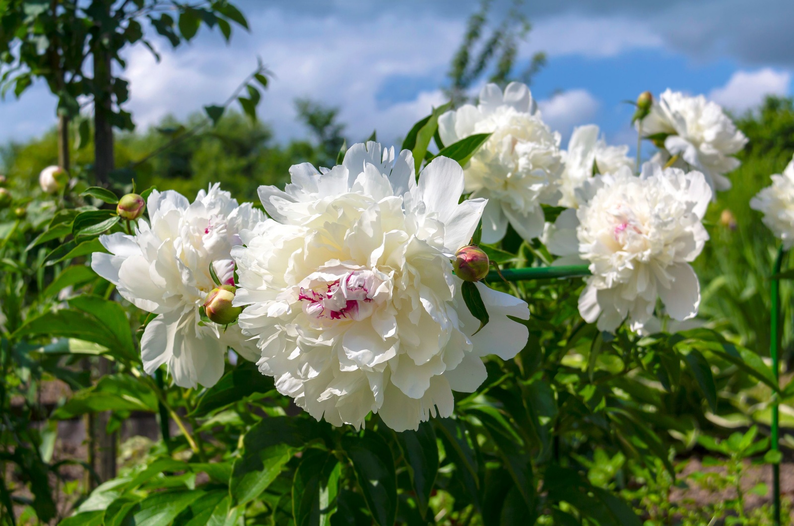 Festiva maxima peony