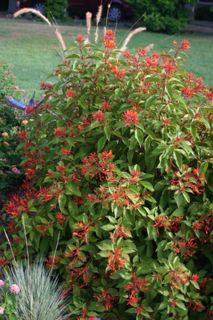 Firebush