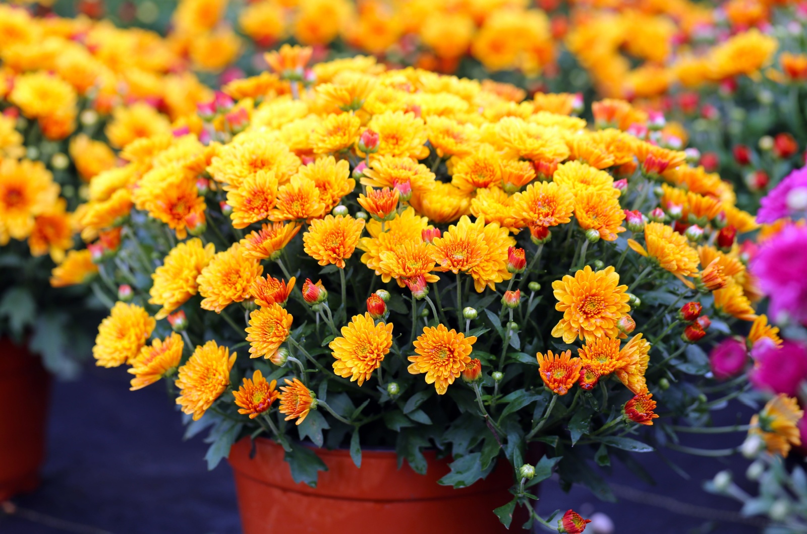 Flowering fall mums