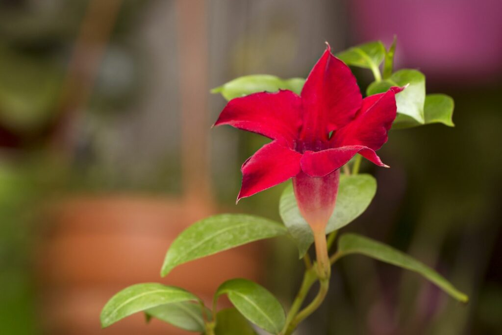 Flowering pink Mandevilla rose Dipladenia