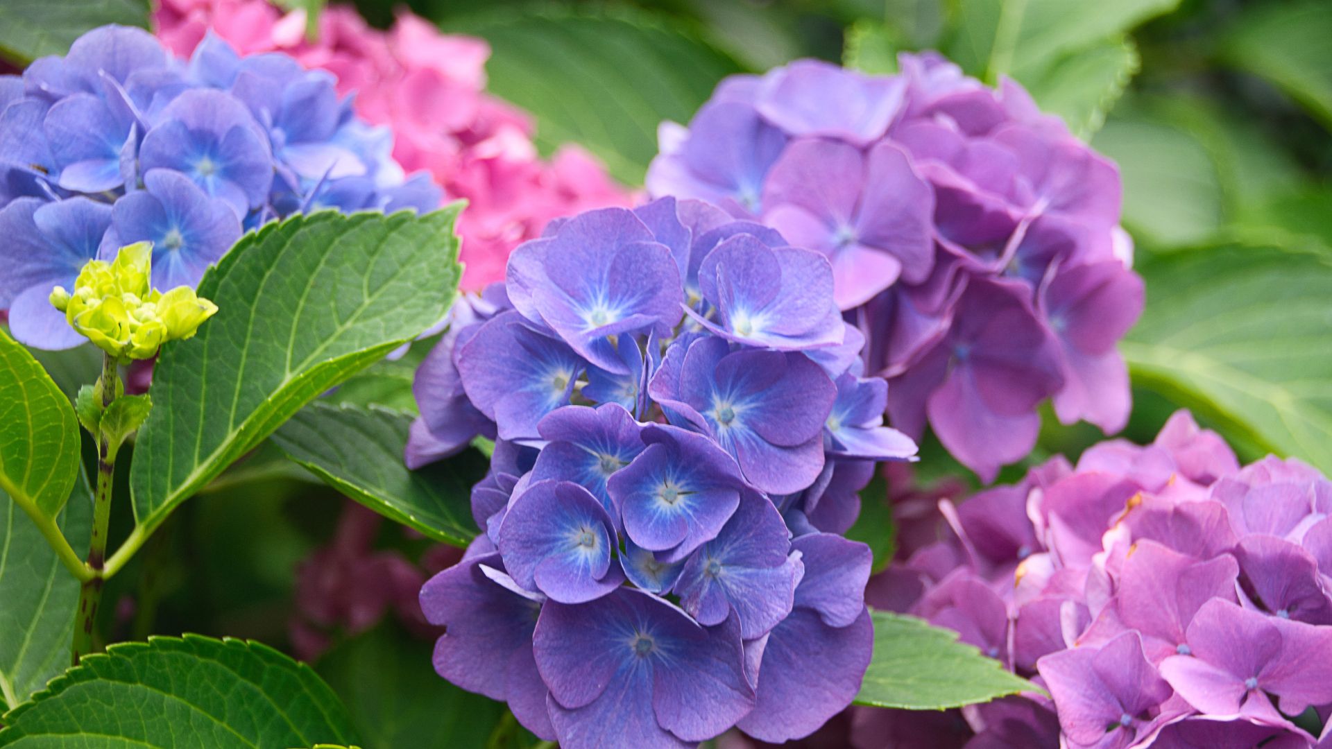 Follow These 6 Pro Tips For Pruning Hydrangeas And Get More Captivating Blossoms