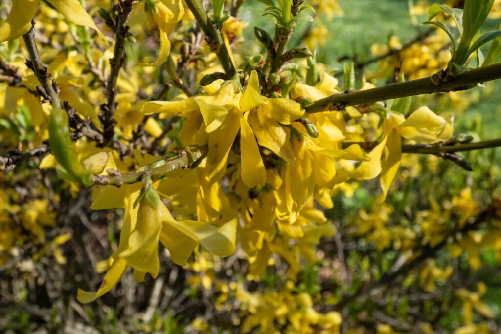 Forsythia bright flowers growing outdoors