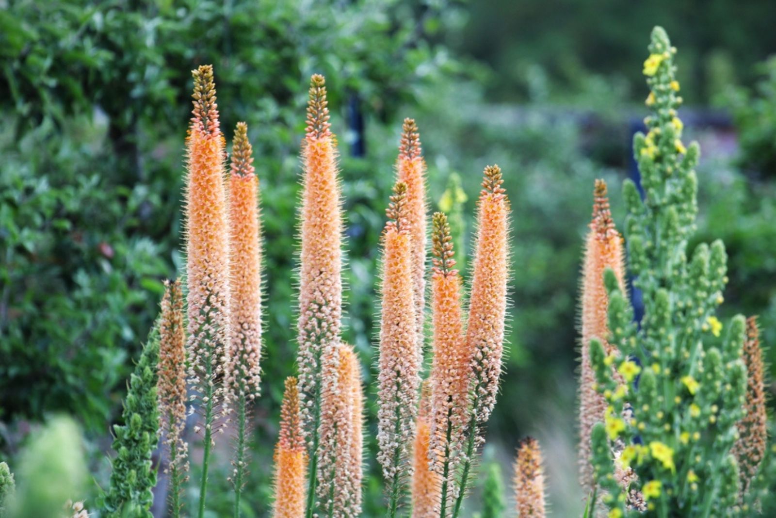 Foxtail Lily Cleopatra