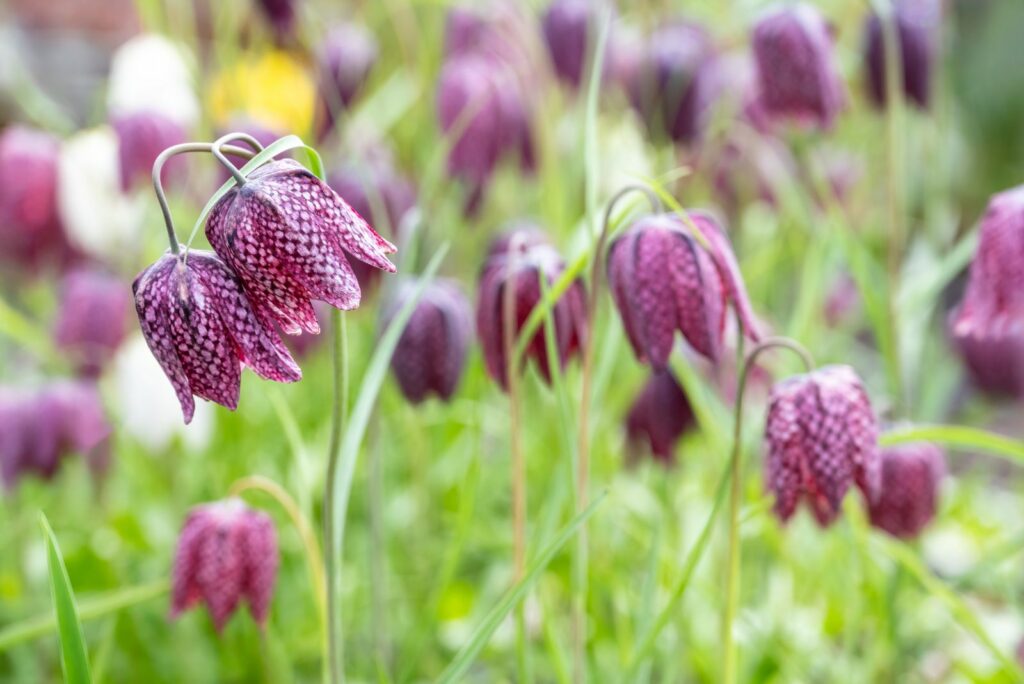 Fritillaria Blooms