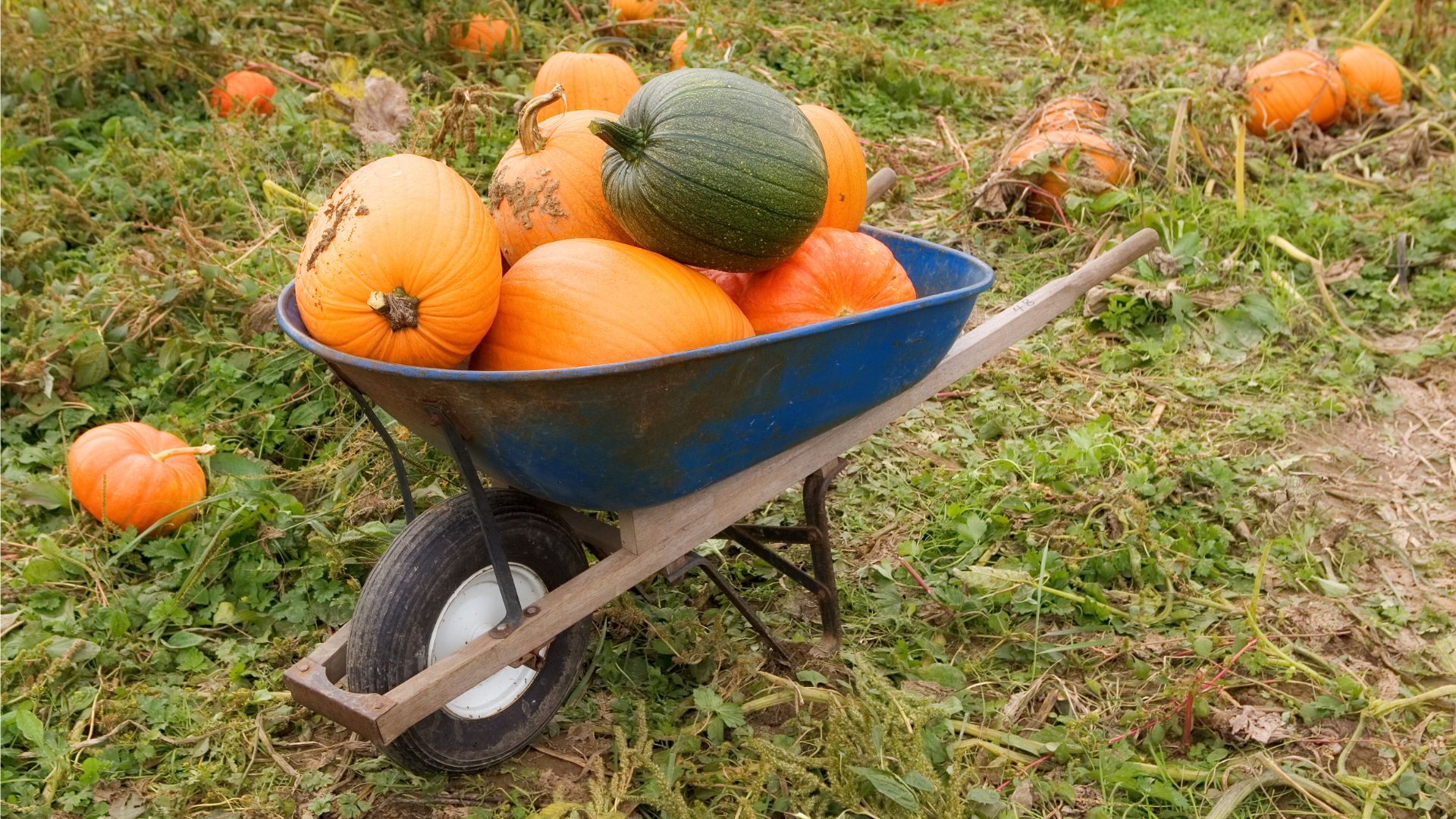 From Tasty Harvests To Gorgeous Blooms, Here’s What You Should Be Planting In Your October Garden