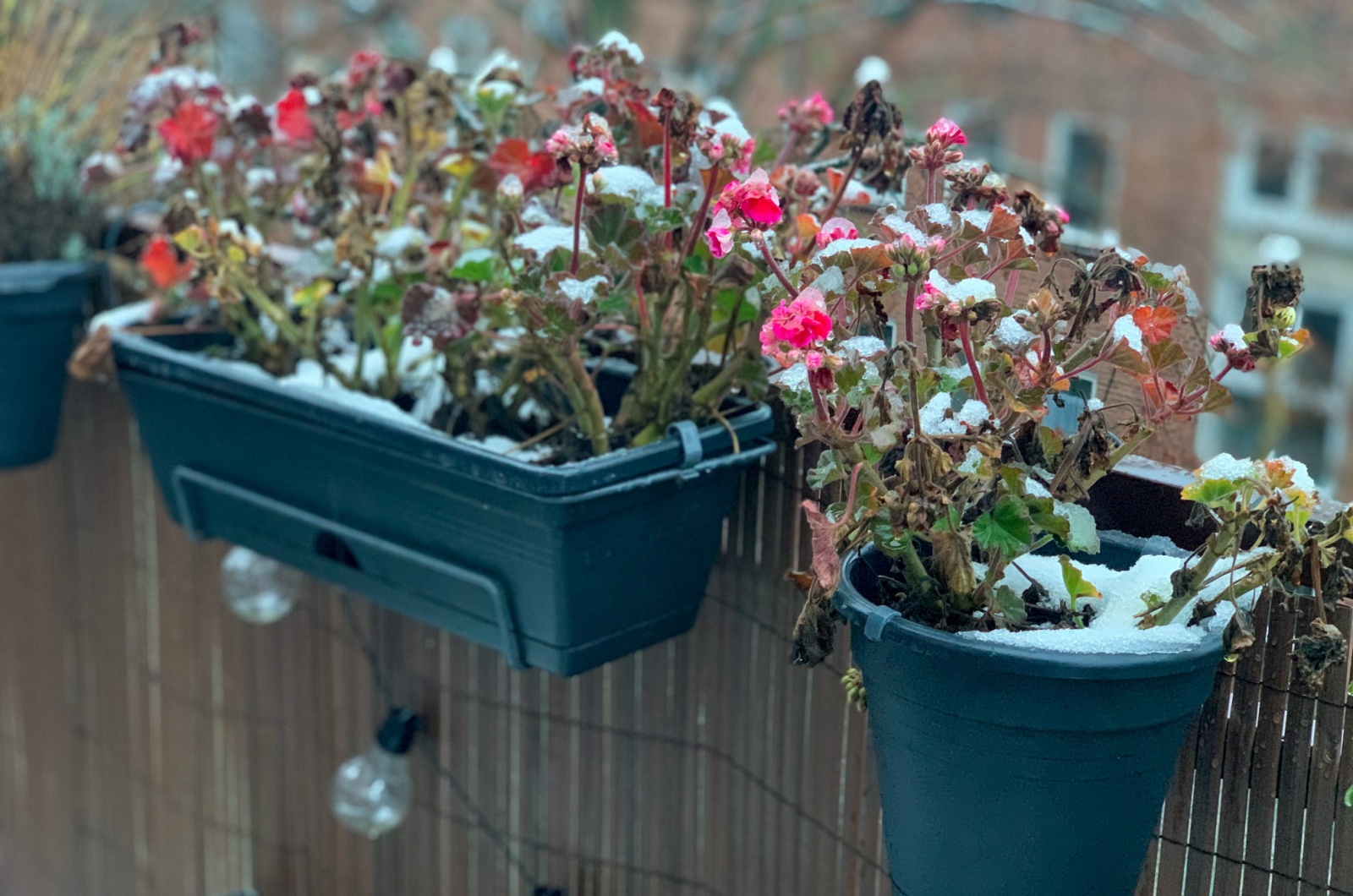 Frozen Geraniums