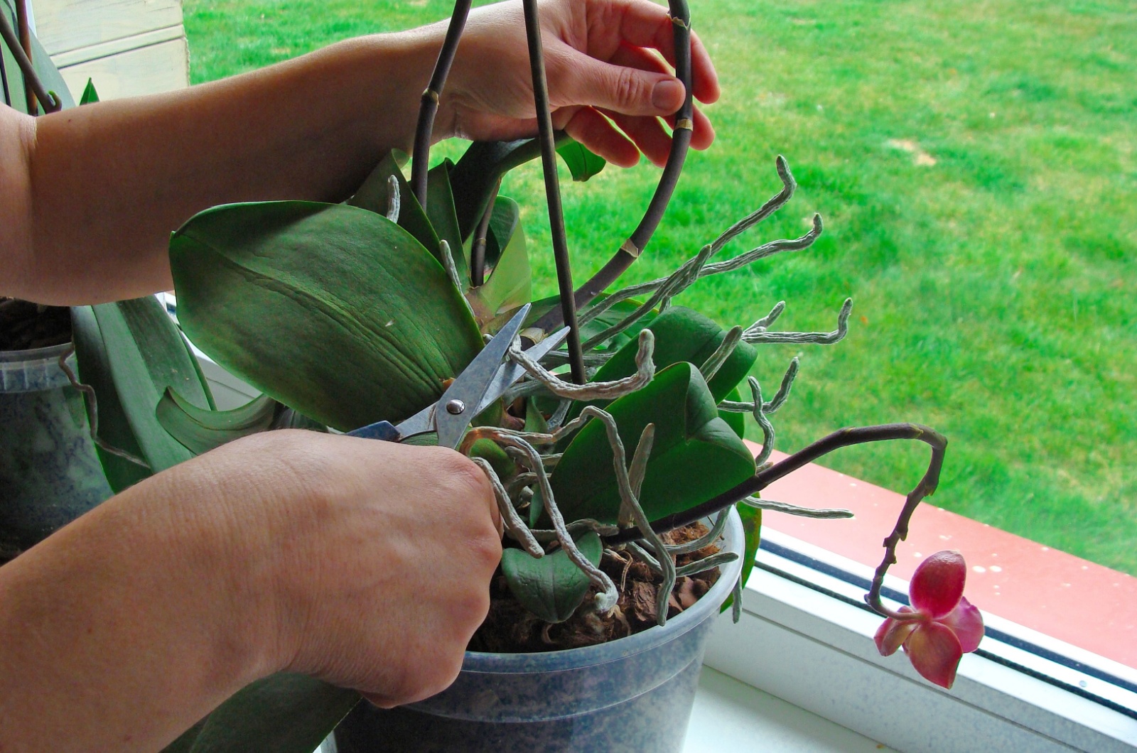 Gardener pruning orchid