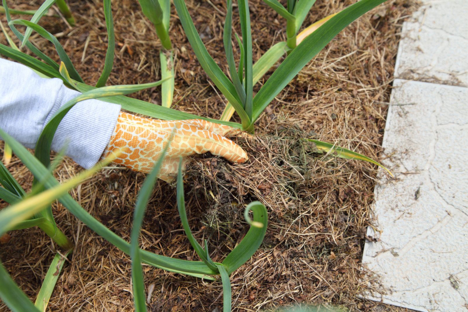 Garlic grows in the garden under mulch