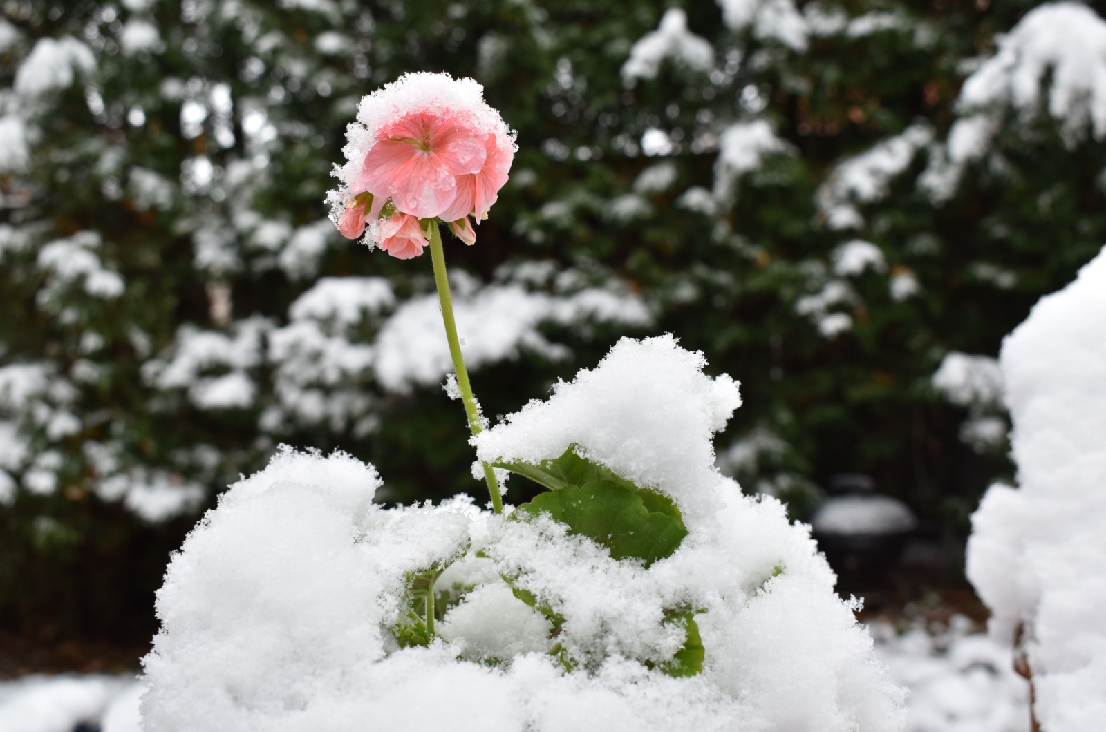 Geranium in winter