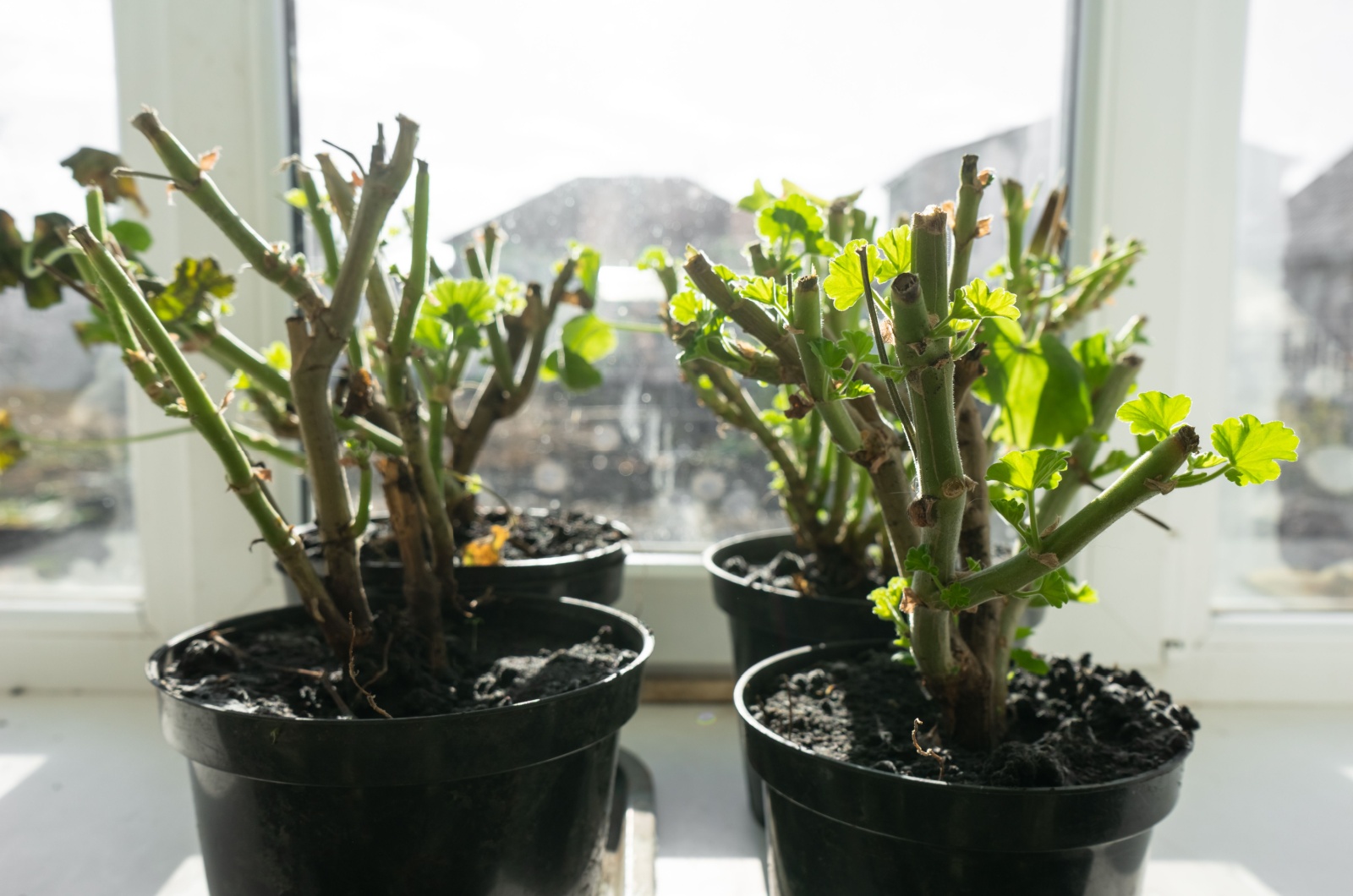 Geraniums in pots