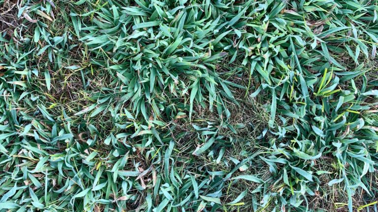 crabgrass