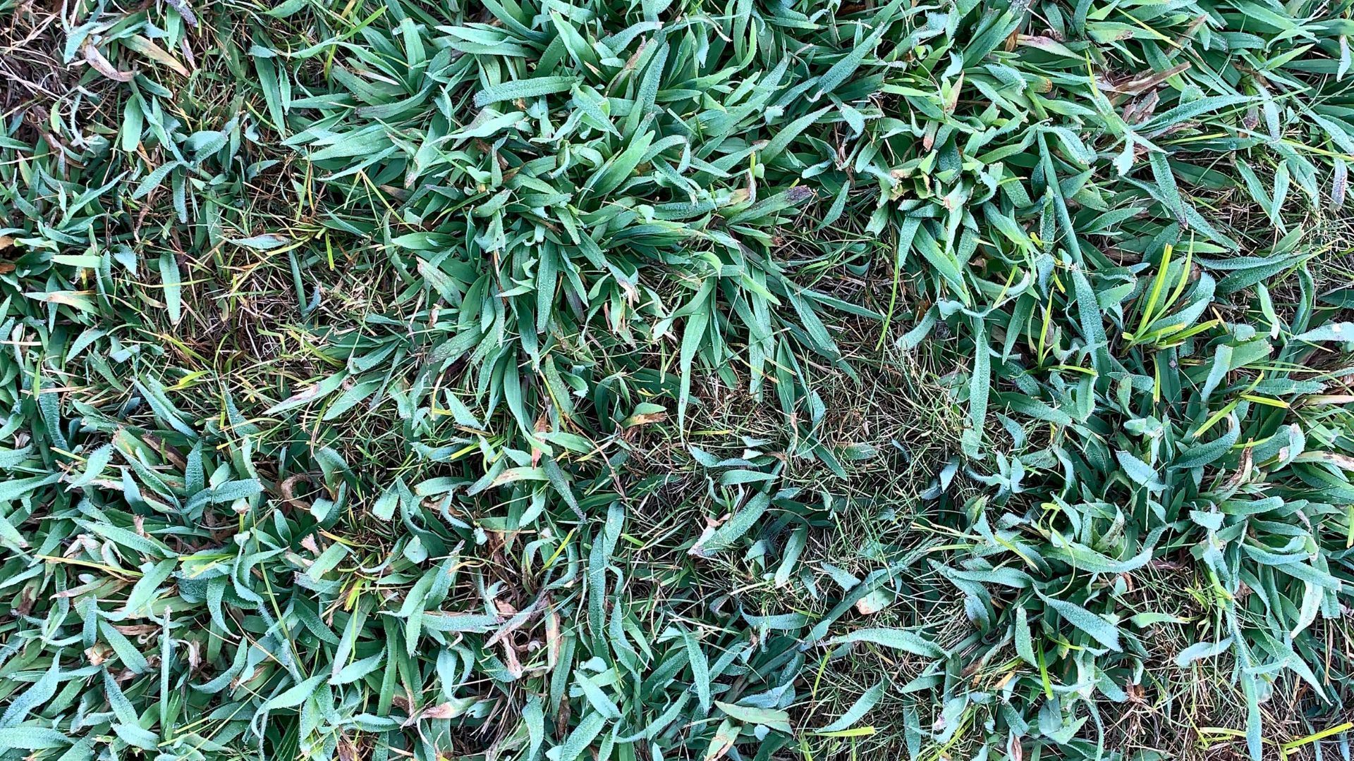 Get Rid Of Crabgrass For Good With This Acidic Solution