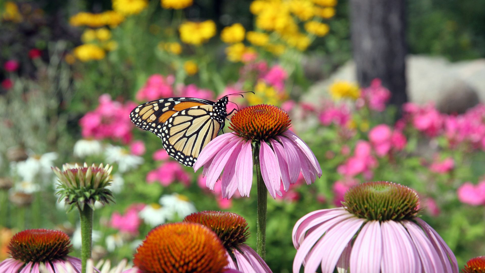 Get the Most Out Of Your Garden With These 5 Great Plants That Love Shallow Soil