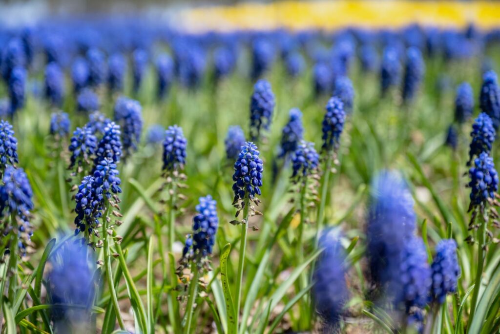 Grape hyacinth field in garden