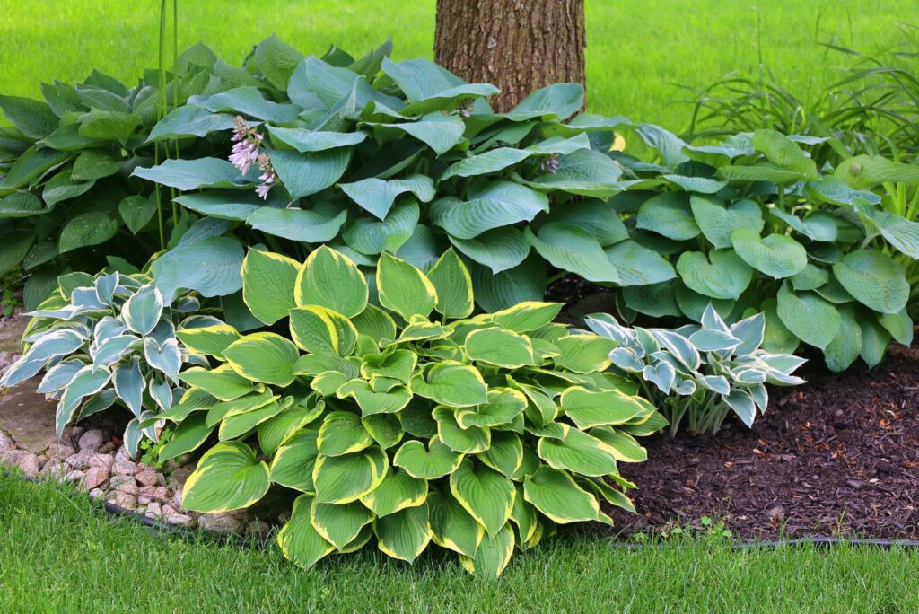 Green bush Hosta