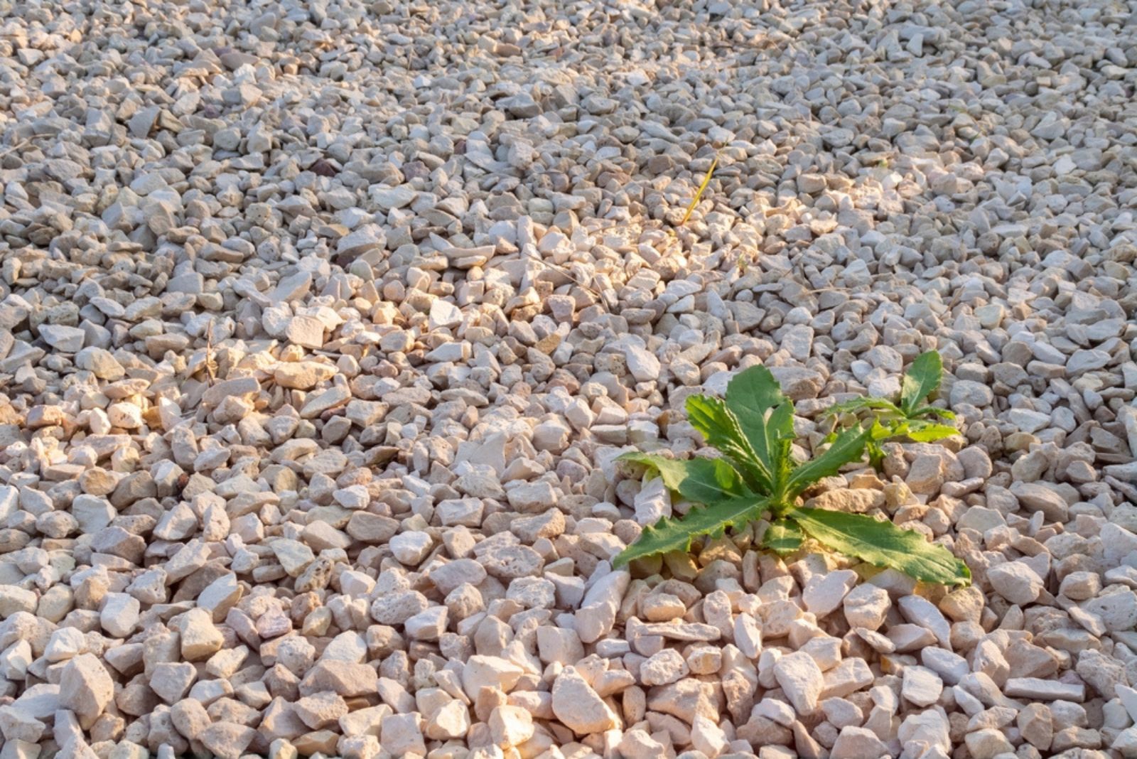 Green weeds come through gravel surface