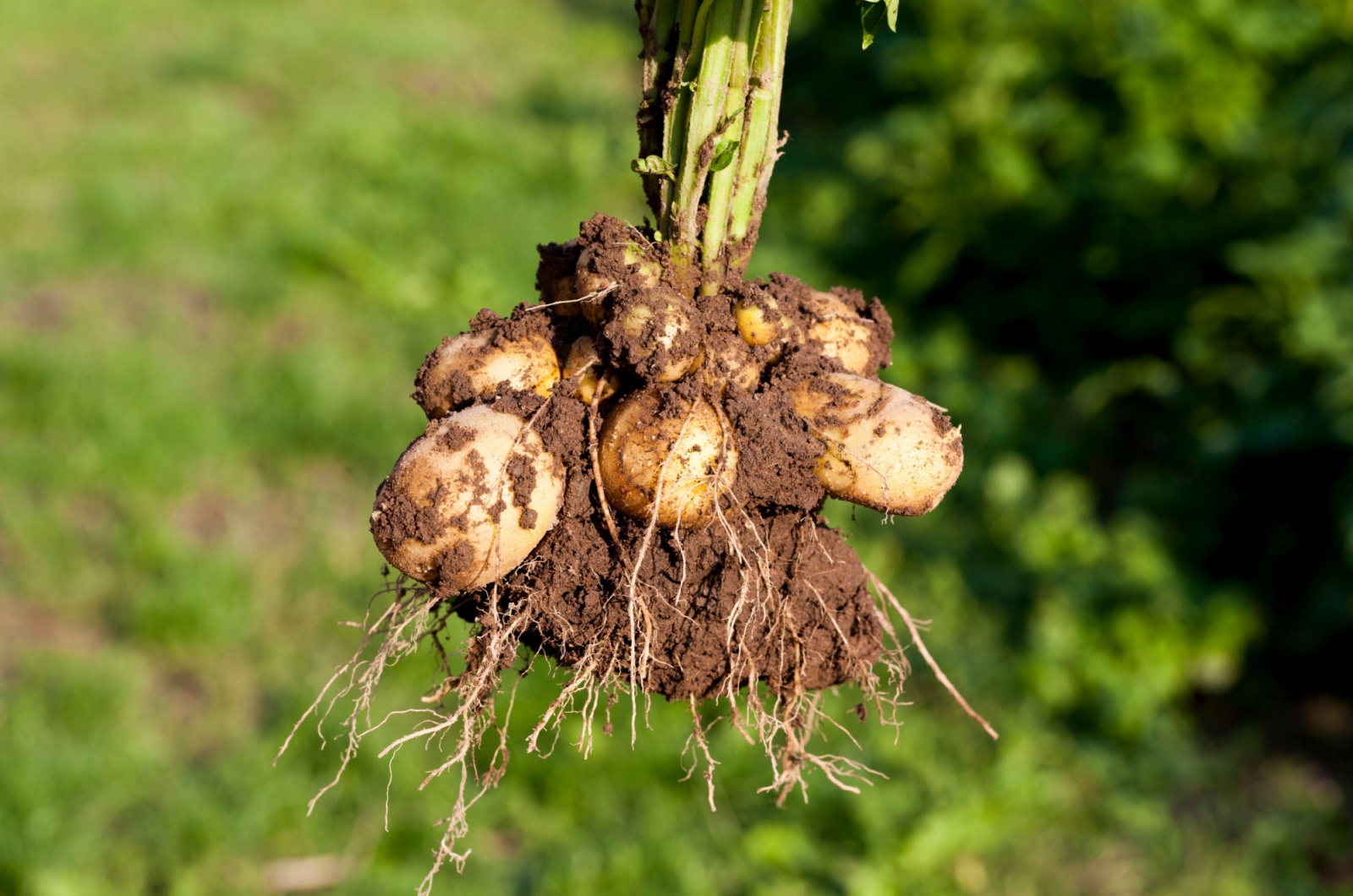 Grown Potatoes