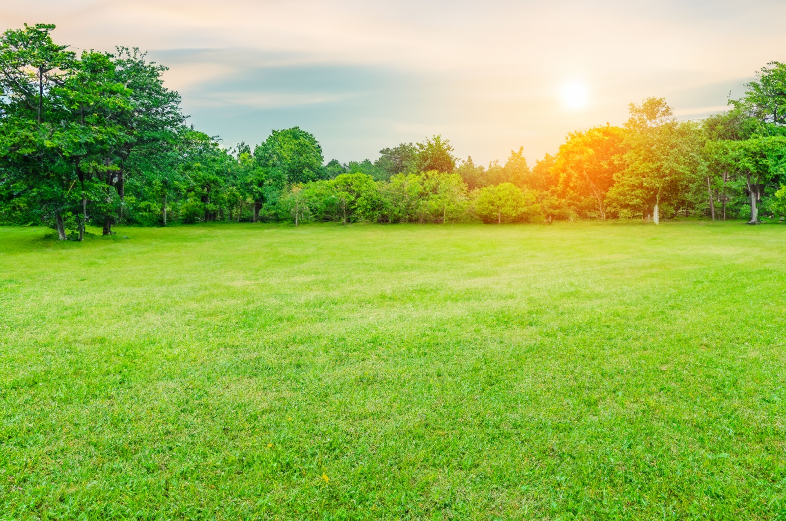 Healthy Lawn