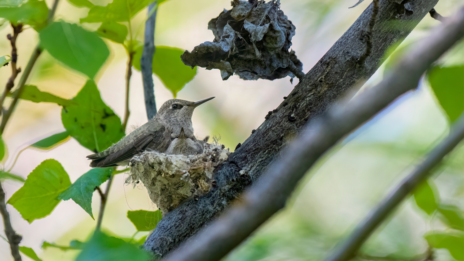 hummingbird nest