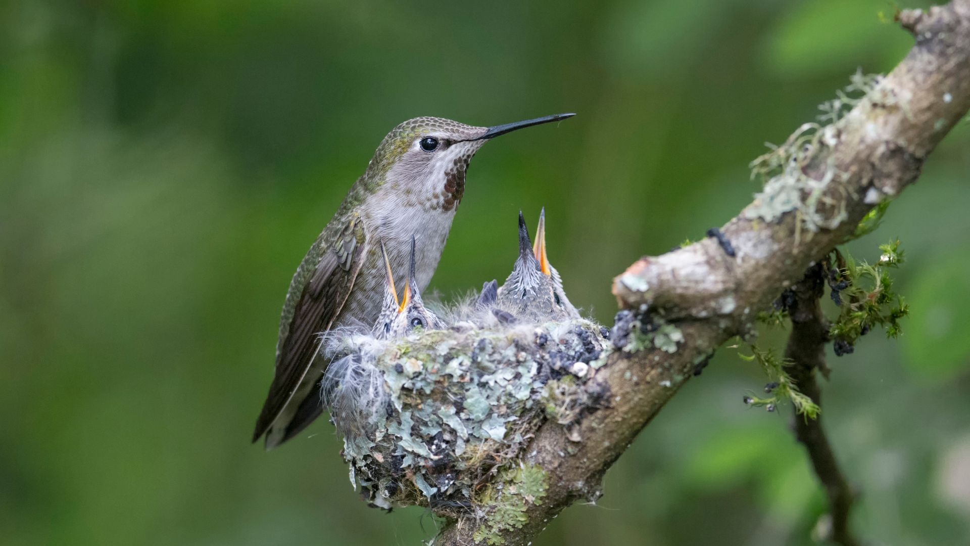 Help Your Hummingbirds Build Their Nests By Growing These Plants