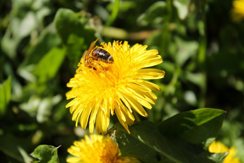 Honey bee on yellow dandelion flower in spring garden