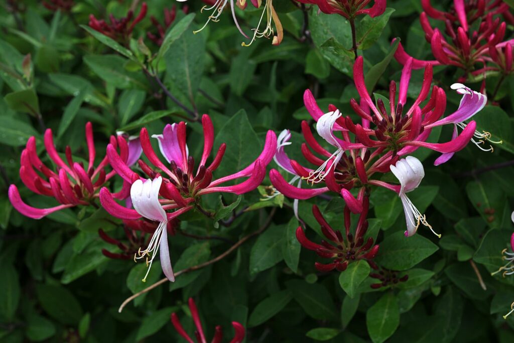 Honeysuckle green shrub with pink and white flowers