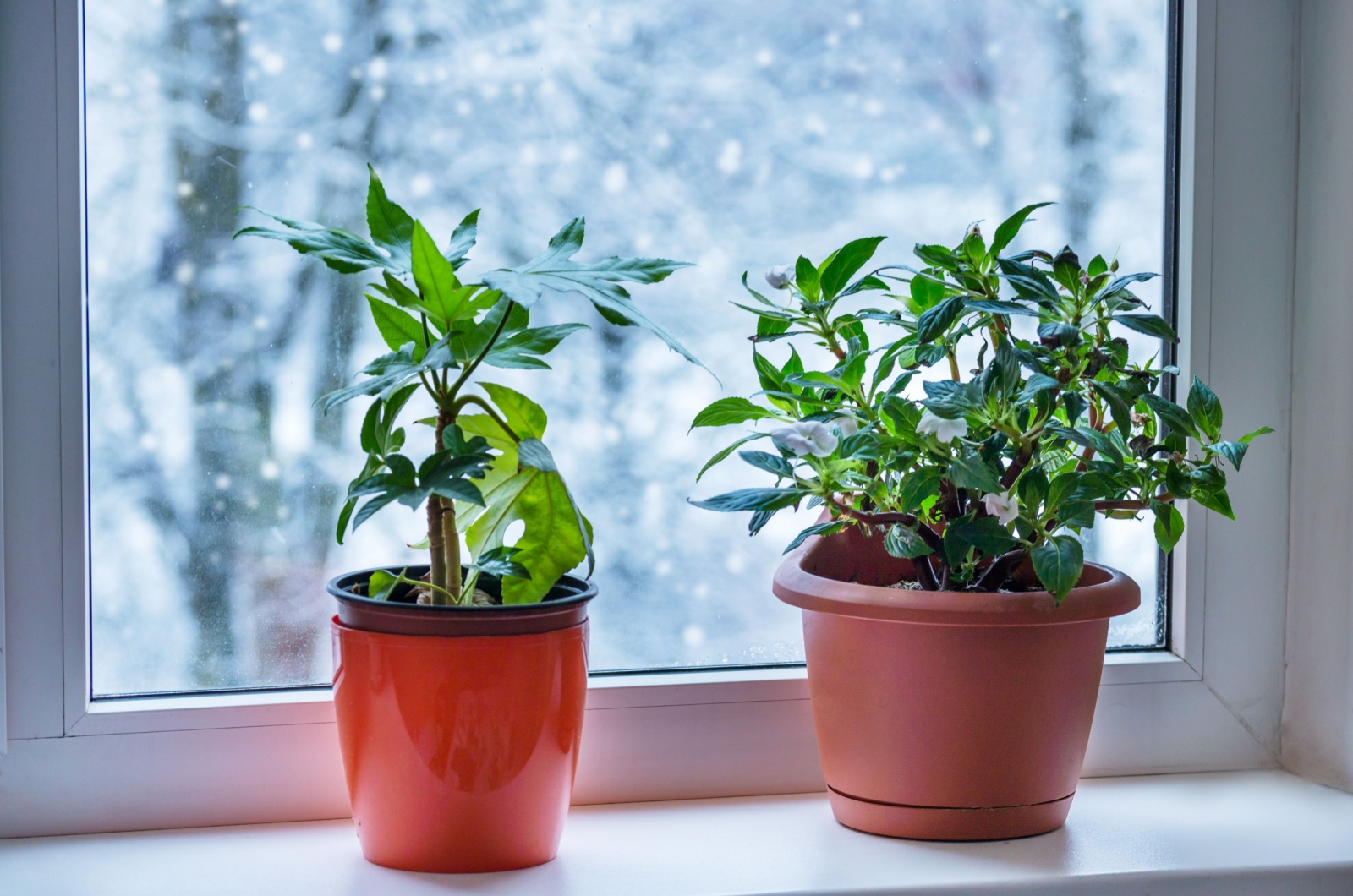 Houseplants on the windowsill