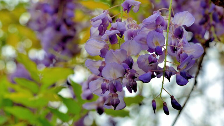 photo of wisteria blooms
