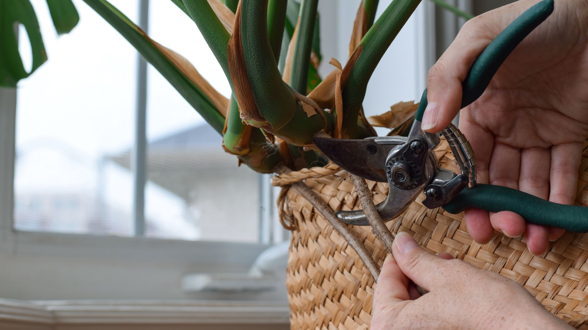 pruning monstera plant