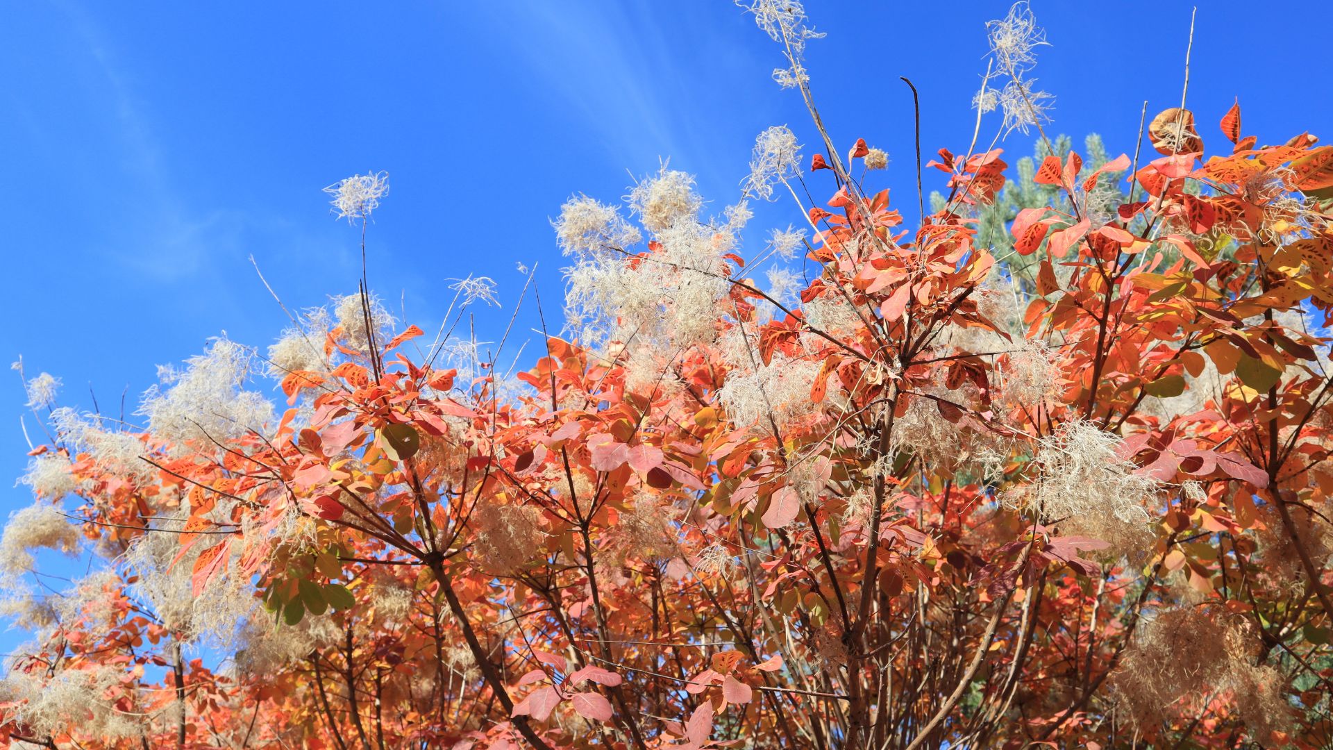 How to Shape The American Smoke Tree Into A Bush Perfect For Garden Privacy 