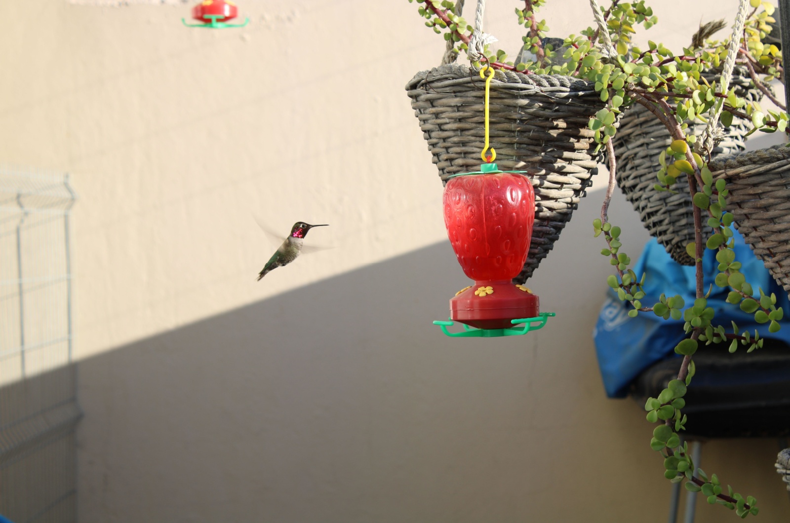 Hummingbird at the Feeder