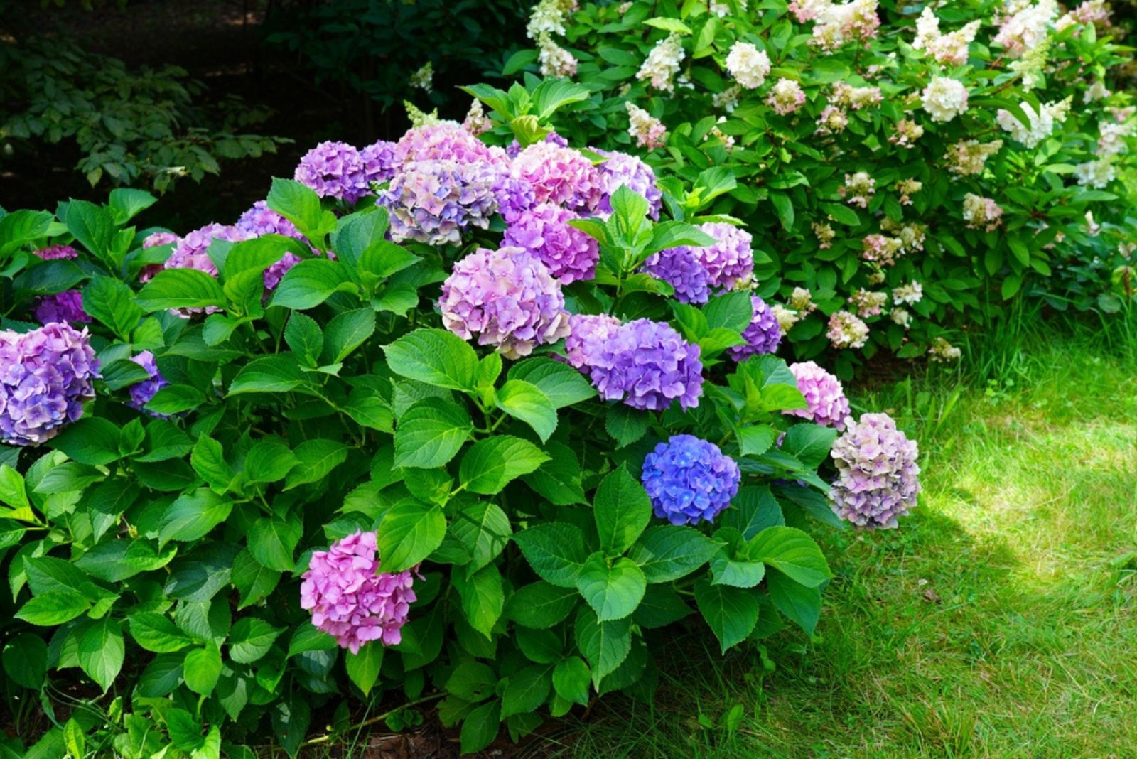 hydrangea flowers