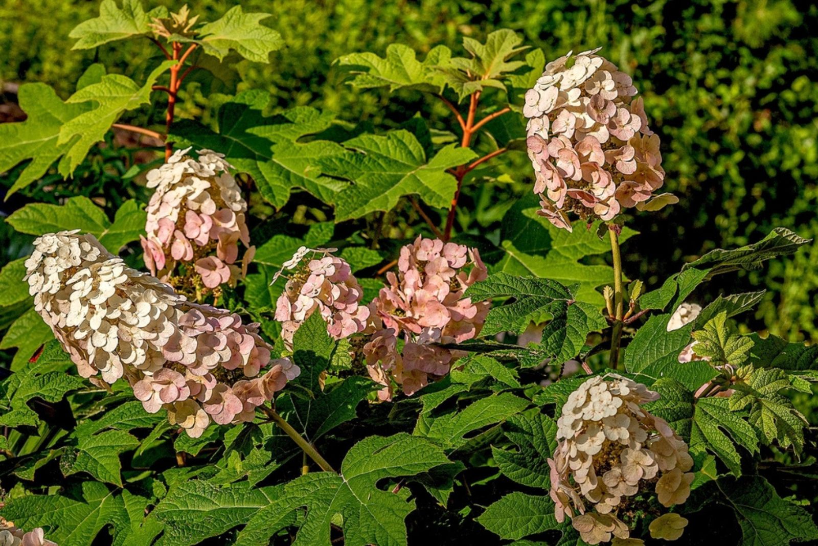 Hydrangea shrub with multiple pink and white flower heads and lush foliage