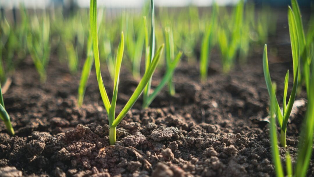 If You Plant Garlic In This Part Of Your Garden, You'll Be Rewarded
