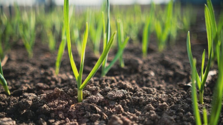 sprouts of garlic