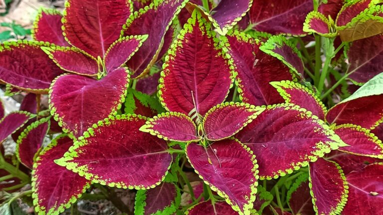 red coleus flowers