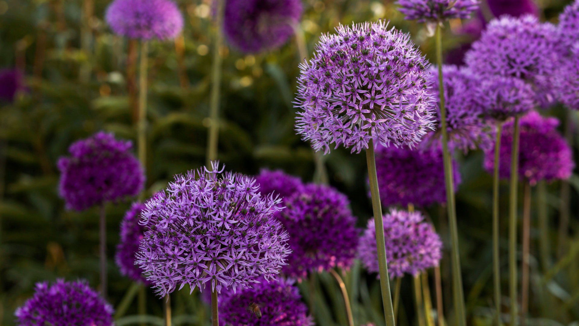 If You Want To Get Adorable Bubble-Shaped Allium Bulbs, Planting Needs To Be Done At The Right Time