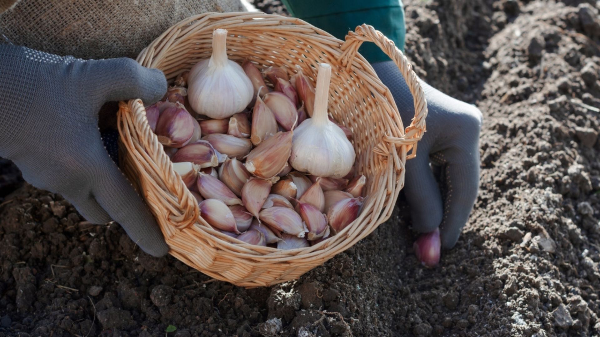 planting garlic