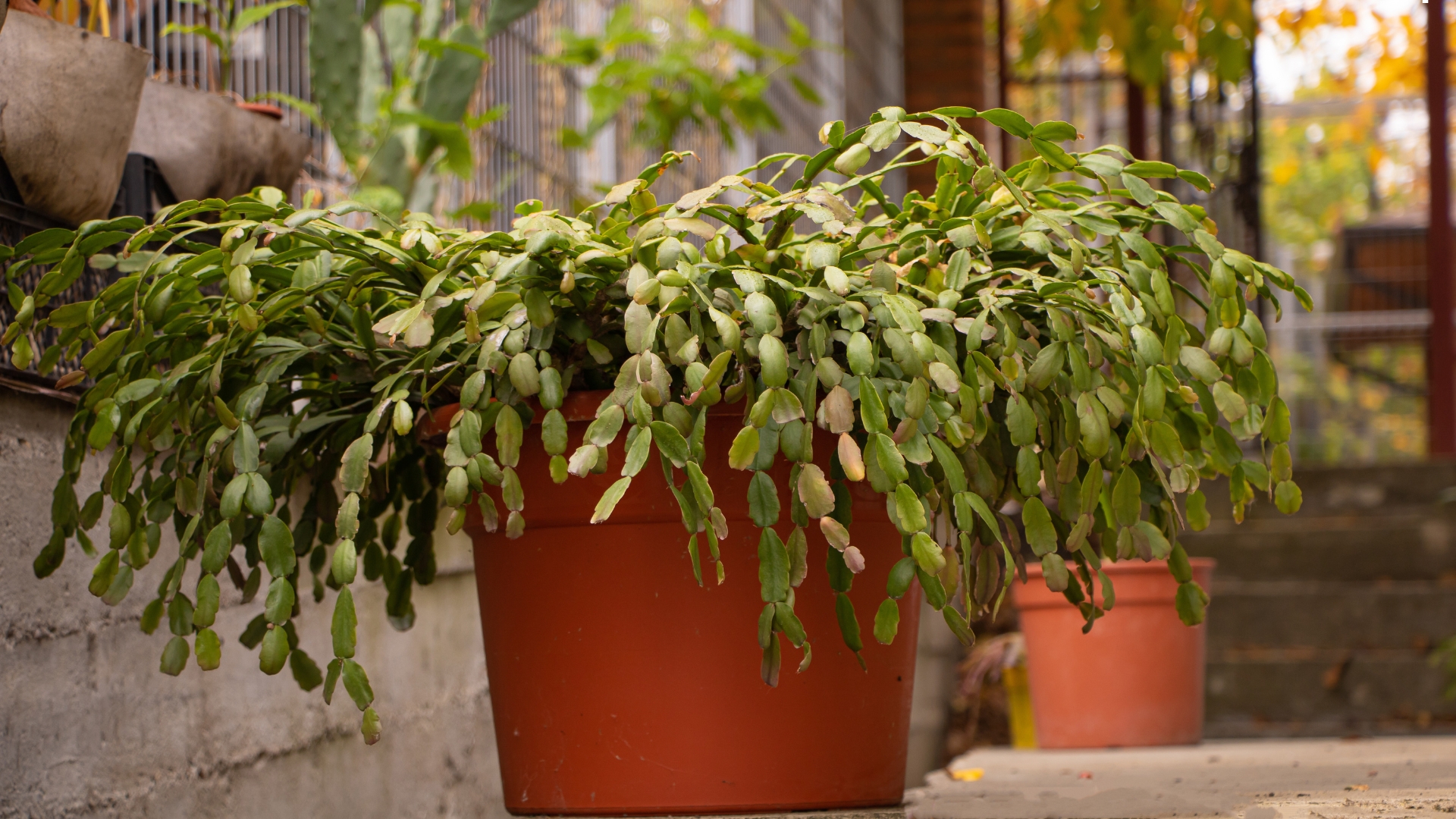 photo of christmas cactus