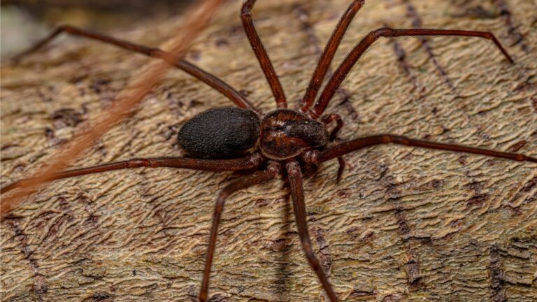brown recluse spiders